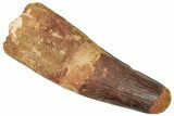 Robust, Real Spinosaurus Tooth - Feeding Worn Tip #302847-1